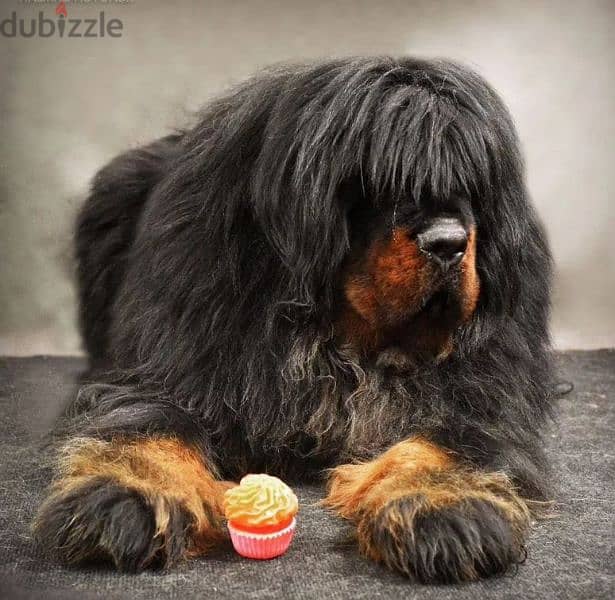 Tibetan mastiff puppy boy from Russia 0