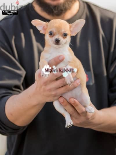 super mini chihuahua puppies high quality جراوي ميني شيواوا مستوي عالي