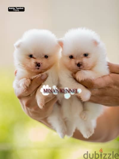 super mini pomeranian puppies / جراوي بوميرانيان حجم ميني و مستوي عالي