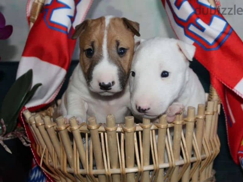 Miniature bull terrier boy from Russia 0