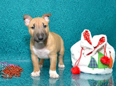 miniature bull terrier boys with fci metric from Russia