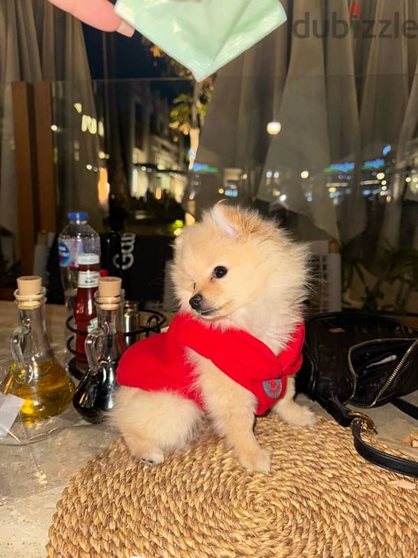 كلب بومرينيان  pomeranian بيور 0