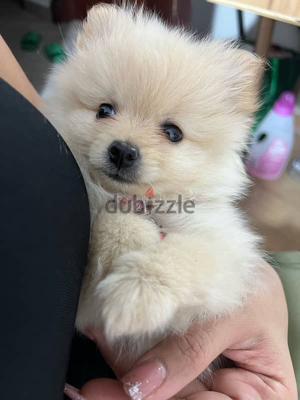 كلب بومرينيان  pomeranian بيور 2