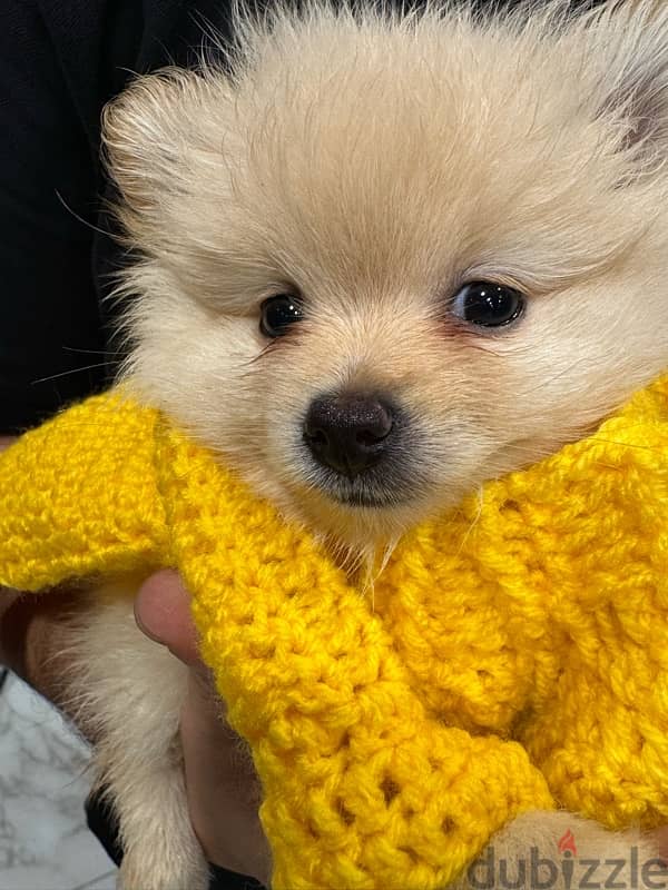 كلب بومرينيان  pomeranian بيور 3