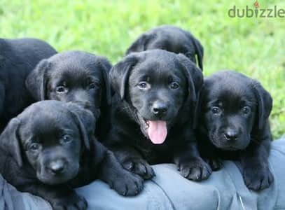 labrador retreiver لابرادور ريتريفر