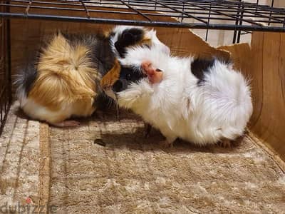 guinea pig(غينيا بيغ)