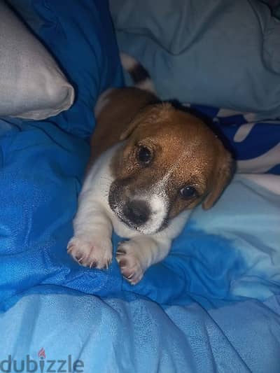 jack russell puppy  for sale vaccinated