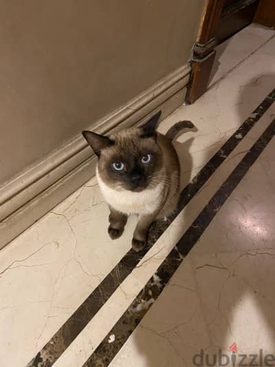 Male Muscle Cat Siamese