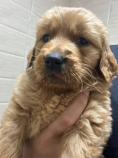 Golden Retriever puppy pure جراوي جولدن ريتريفر بيور