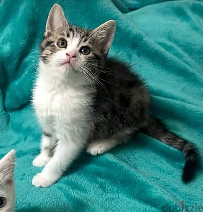 قط شيرازي رومي tabby kitten