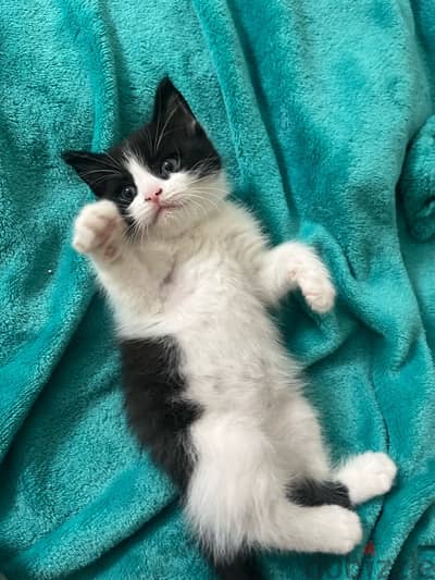 black& white kitten قط ابيض في اسود شيرازي رومي