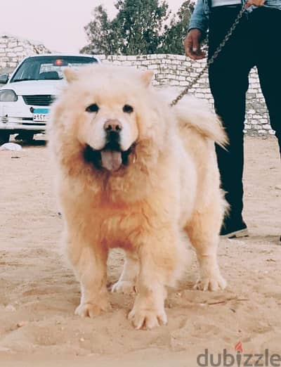 chow chow شاو شاو بنوته 8 شهور