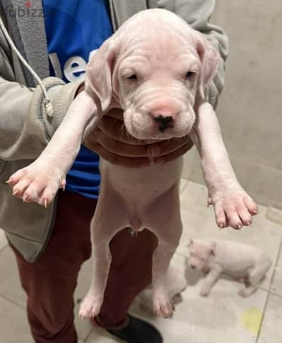 female dogo argentino