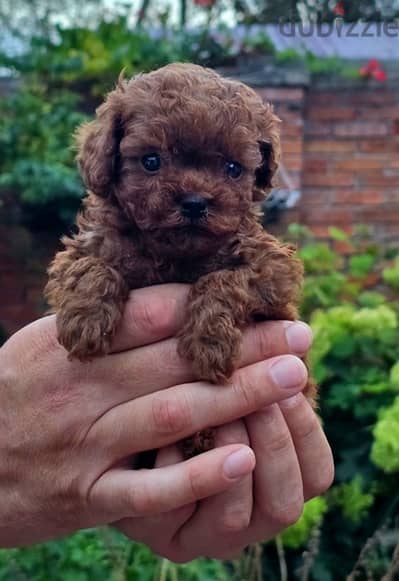 toy poodle puppies males & females