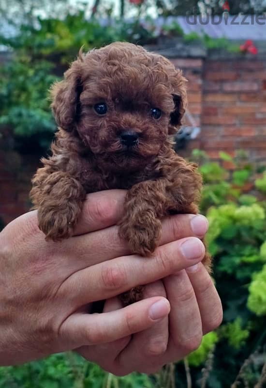 toy poodle puppies males & females 0