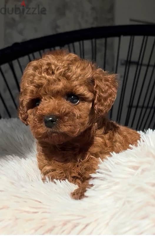 toy poodle puppies males & females 1