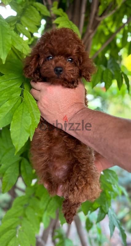 toy poodle puppies males & females 2