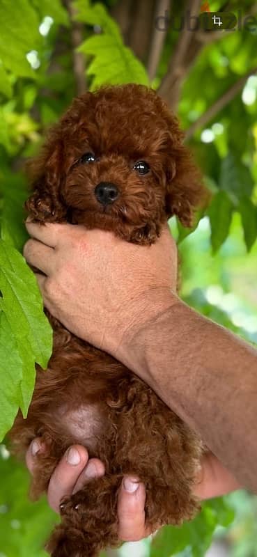 toy poodle puppies males & females 3