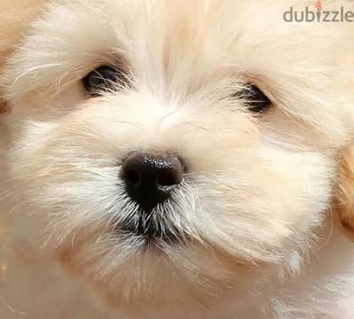 هافانيز havanese