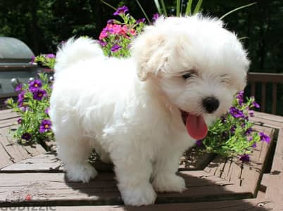 هافانيز havanese