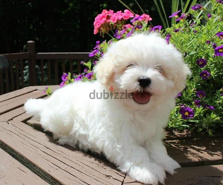 هافانيز havanese 1