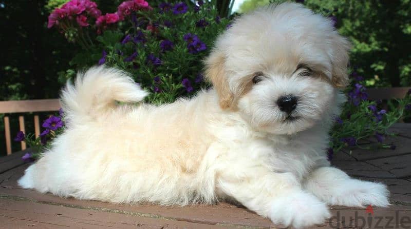 هافانيز havanese 2