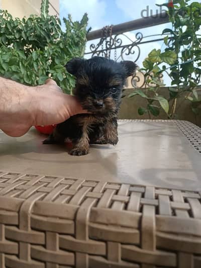 teacup Yorkshire female puppy اجمل بنت يورك شير