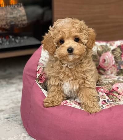 maltipoo