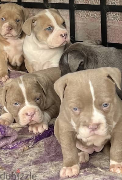 Puppy pitbull american classic bully