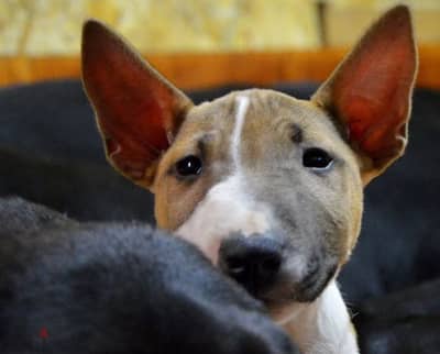 miniature bull terrier boys for love and affection from Russia