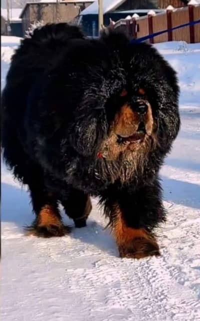 Tibetan mastiff puppy boy from Russia