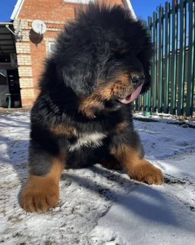 Tibetan mastiff puppy female from Russia