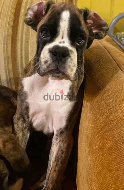 boxer puppy boy with documents from Russia