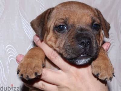 English staffordshire bull terrier staffy boy from Russia