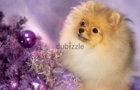 mini pomeranian puppy female from Russia