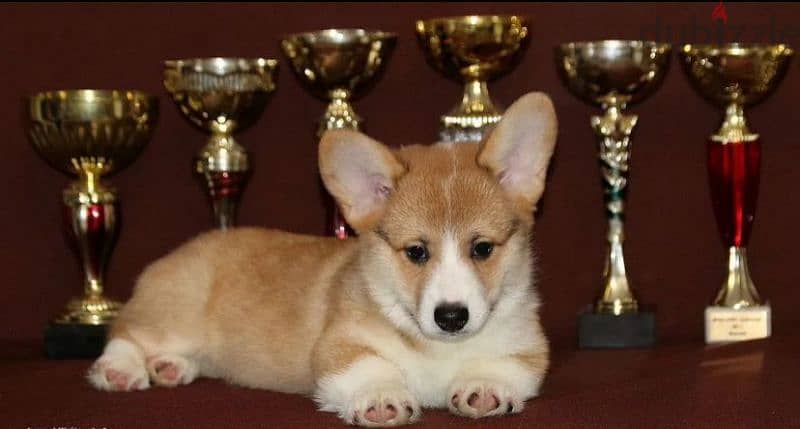 Welsh corgi pembroke boy parents champions from Russia 0