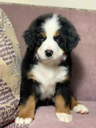 Bernese mountain dog puppy male from Russia