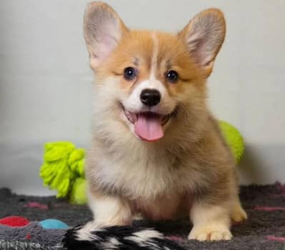 Welsh corgi pembroke boy from Russia