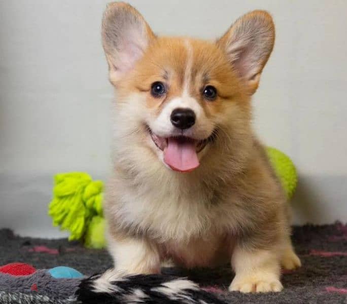 Welsh corgi pembroke boy from Russia 0