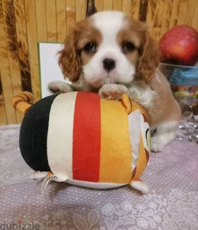 cavalier king Charles spaniel boys from Russia