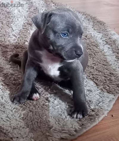 blue Staffordshire terrier  boys from Russia