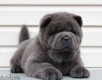 chow chow smooth puppy boy from Russia