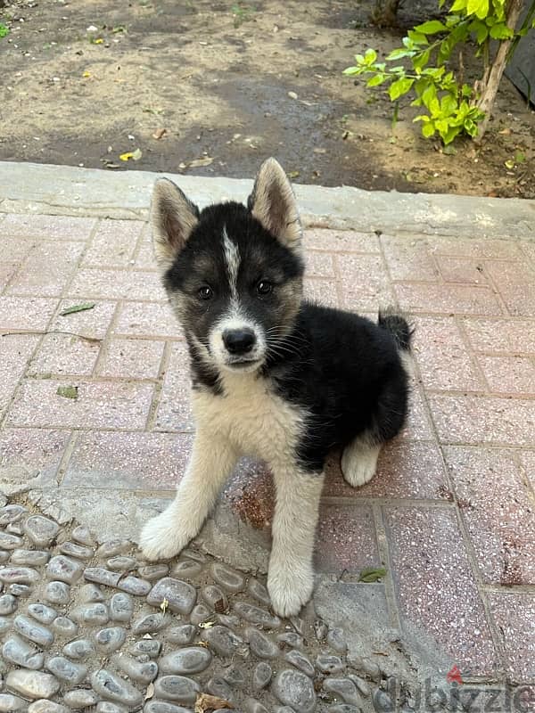 mix husky mix akita 0