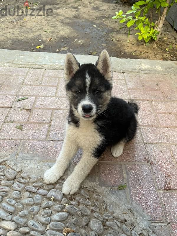 mix husky mix akita 1