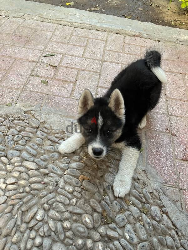 mix husky mix akita 3