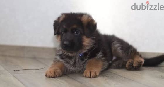 German shepherd boy from Russia