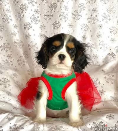 cavalier king Charles spaniel female from Russia