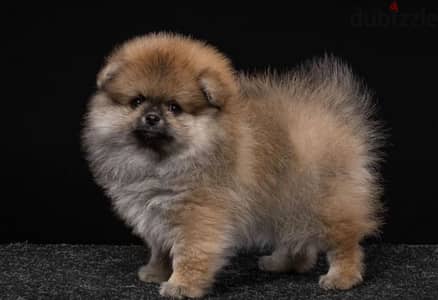 mini pomeranian puppy boy from Russia