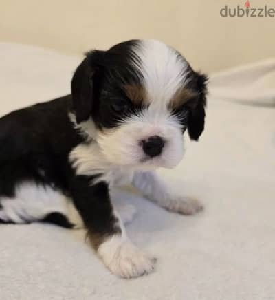 cavalier king Charles spaniel puppy female from Russia