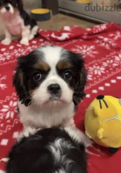 cavalier king Charles spaniel puppies females from Russia